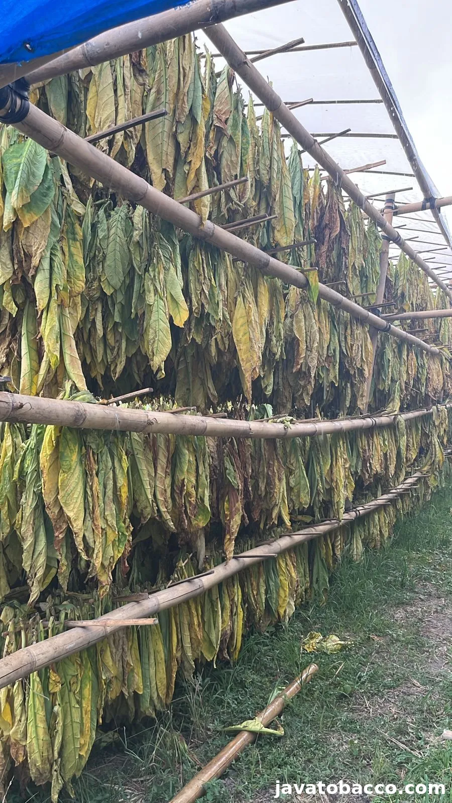 Krosok Virginia: Potensi Emas dari Limbah Tembakau untuk Bisnis Modern