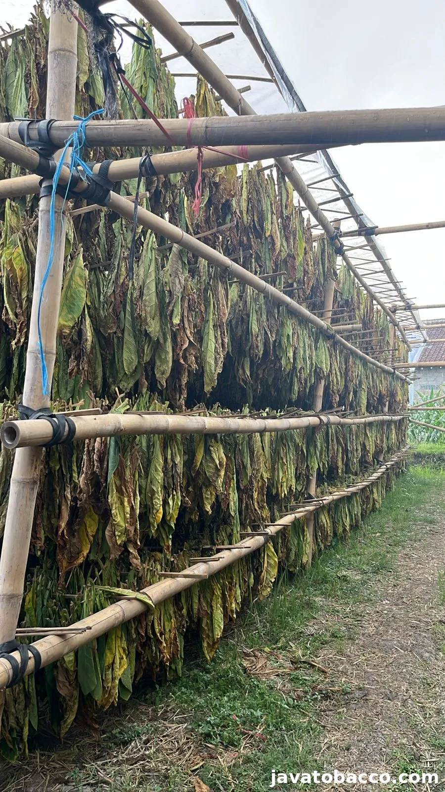 Hang Jawa Jombang: Warisan Tembakau Jawa Timur yang Menciptakan Peluang Emas Bisnis