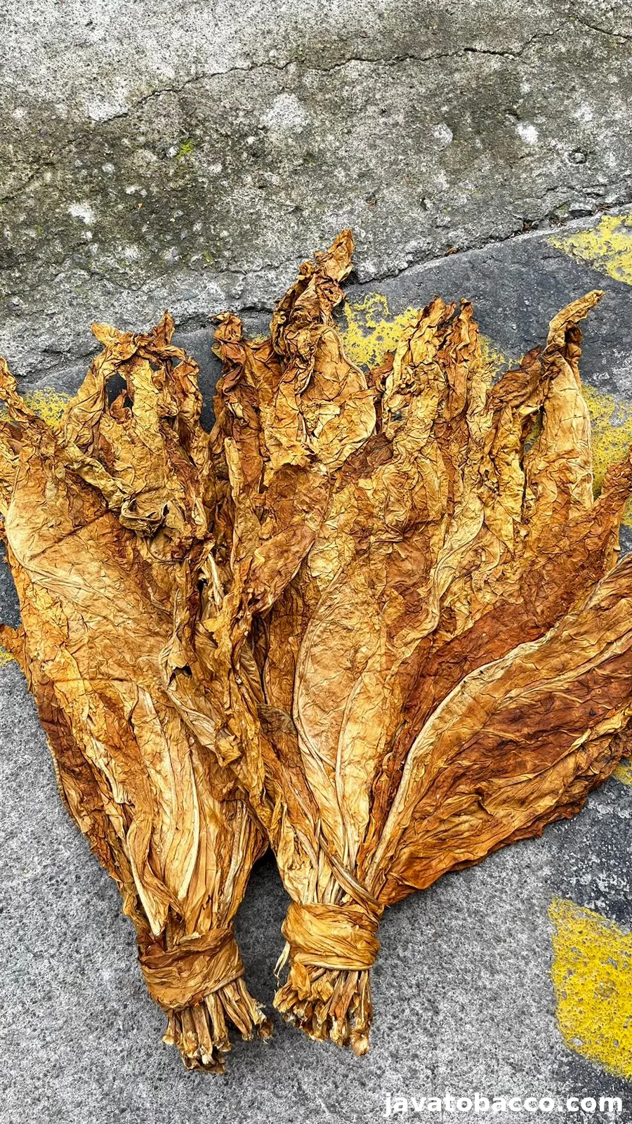 Daun tembakau kering Java Mbako