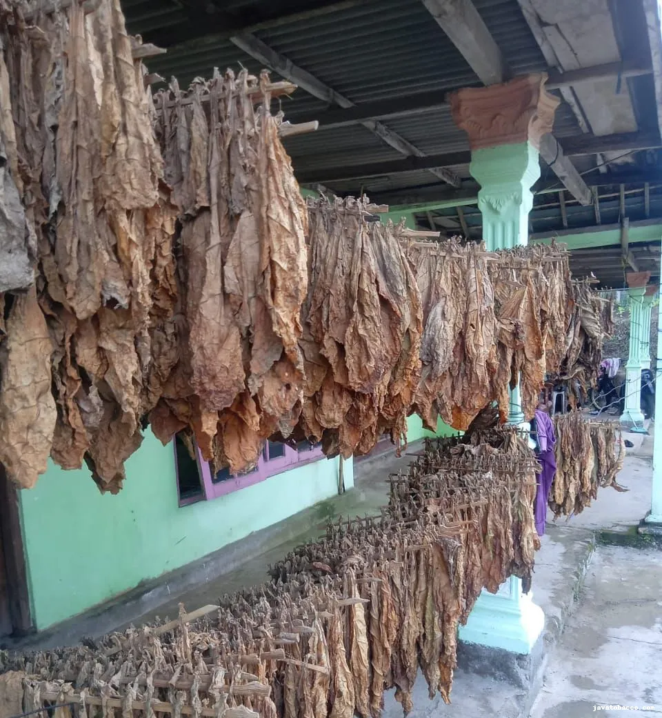 Tembakau kering yang digantung di gudang Java Mbako