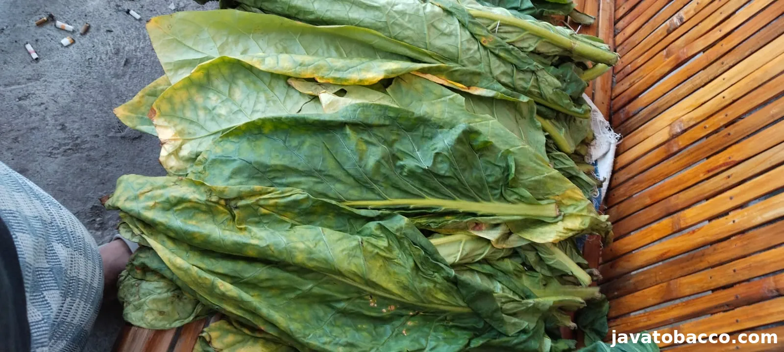Gagang Besuki: Unggul, Produktif, dan Bernilai Tinggi untuk Peluang Usaha Tembakau Masa Kini