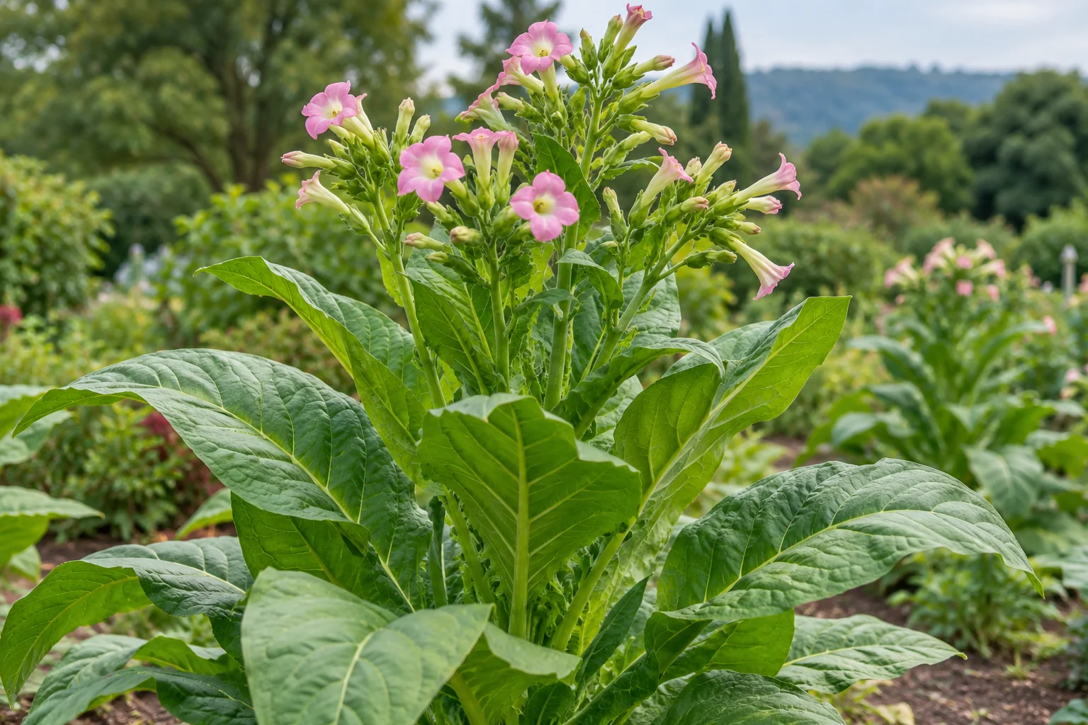 Nama Ilmiah Tembakau: Mengenal Nicotiana tabacum dalam Botani