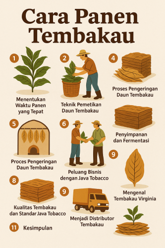 cara panen tembakau