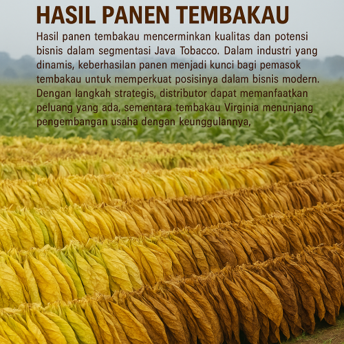 hasil panen tembakau