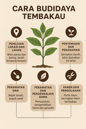 Cara Budidaya Tembakau