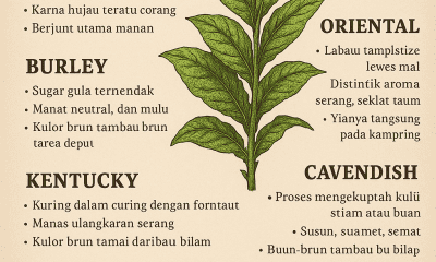 jenis jenis tembakau