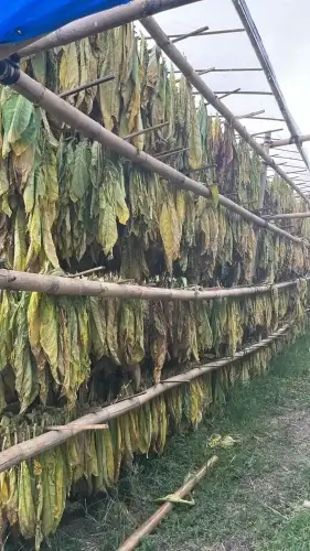cukai rokok