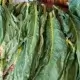 tembakau hijau