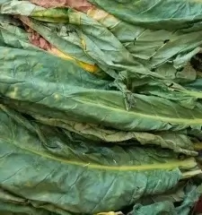 Pabrik Tembakau
