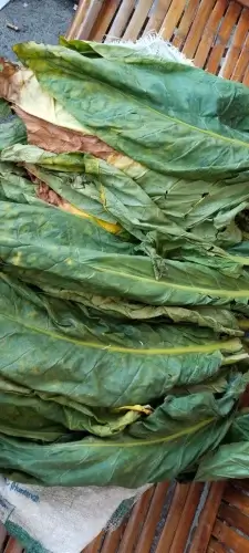 Pabrik Tembakau
