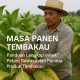 Masa Panen Tembakau