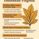 Cara Meningkatkan Hasil Panen Tembakau Virginia