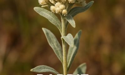 Rabbit Tobacco
