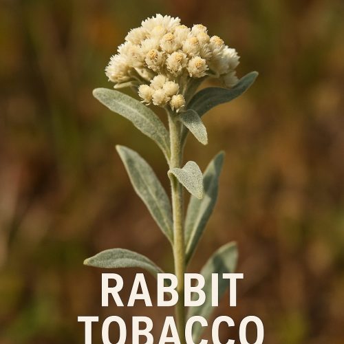 Rabbit Tobacco