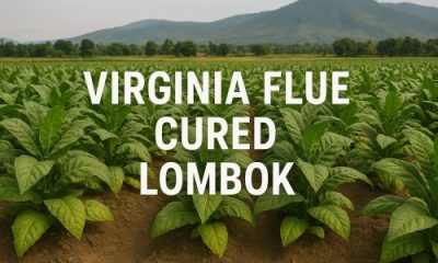 Virginia Flue Cured Lombok