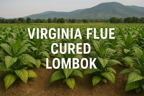 Virginia Flue Cured Lombok